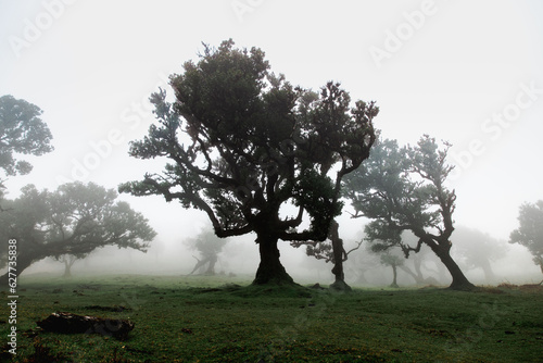 Foggy tree landscape of Fanal forest in Madeira
