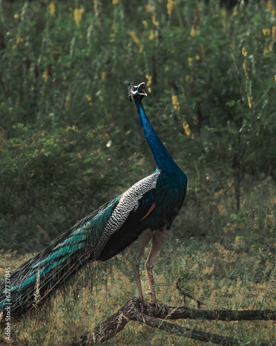 Peacock in the wild - Yala National Park in Sri Lanka © mitevisuals