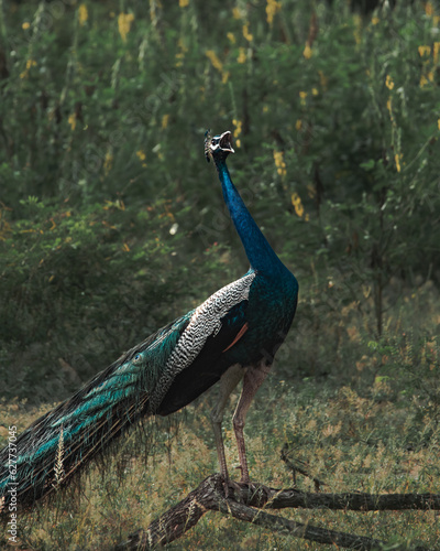 Peacock in the wild - Yala National Park in Sri Lanka