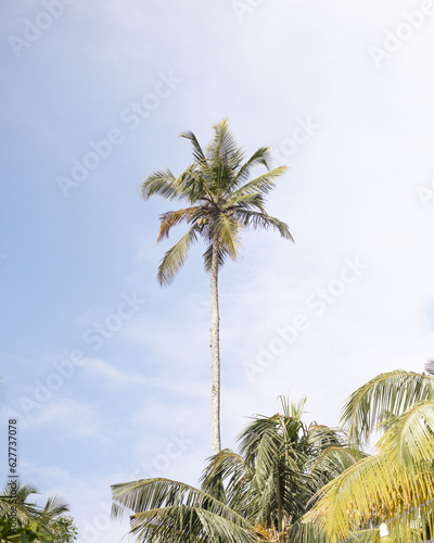 Palm tree in tropical Sri Lanka