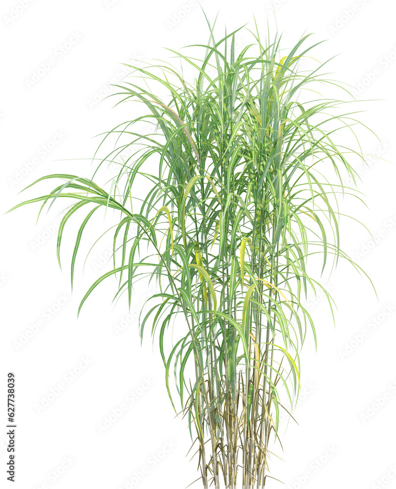 Side view of wild grass Side view of wild grass
