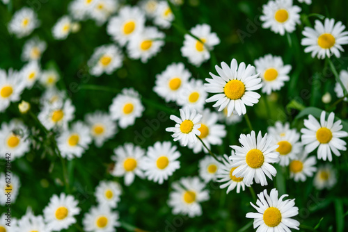 daisies in the garden © Eugenia