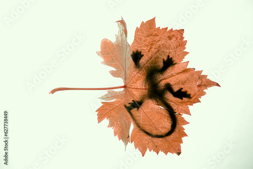 autumn leaves and pencil