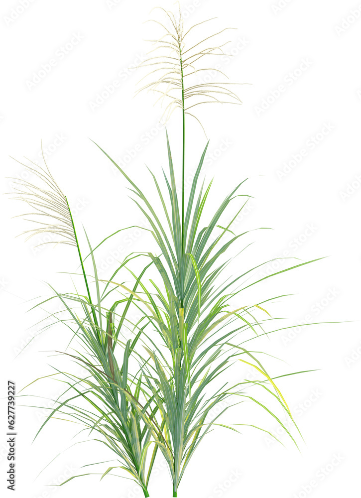 Fototapeta premium Side view of wild grass