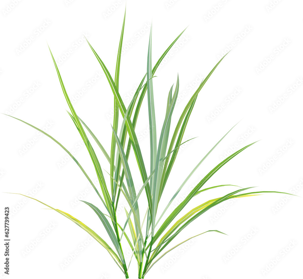 Side view of wild grass