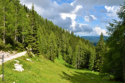 Path to Lipanca and a larch and spruce forest above Pokljuka, Gorenjska, Slovenia photo