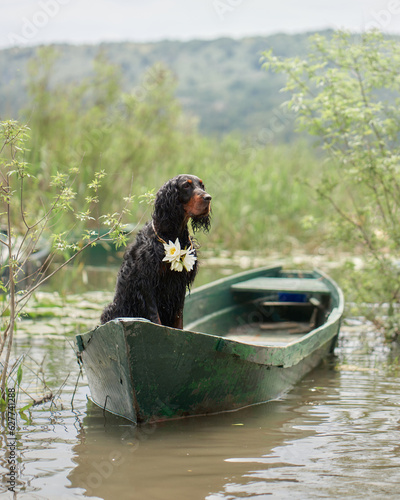 black dog on the boat. Little pet adventure. Gordon setter in nature photo