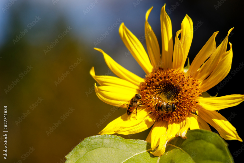 Fototapeta premium Pollinisation 