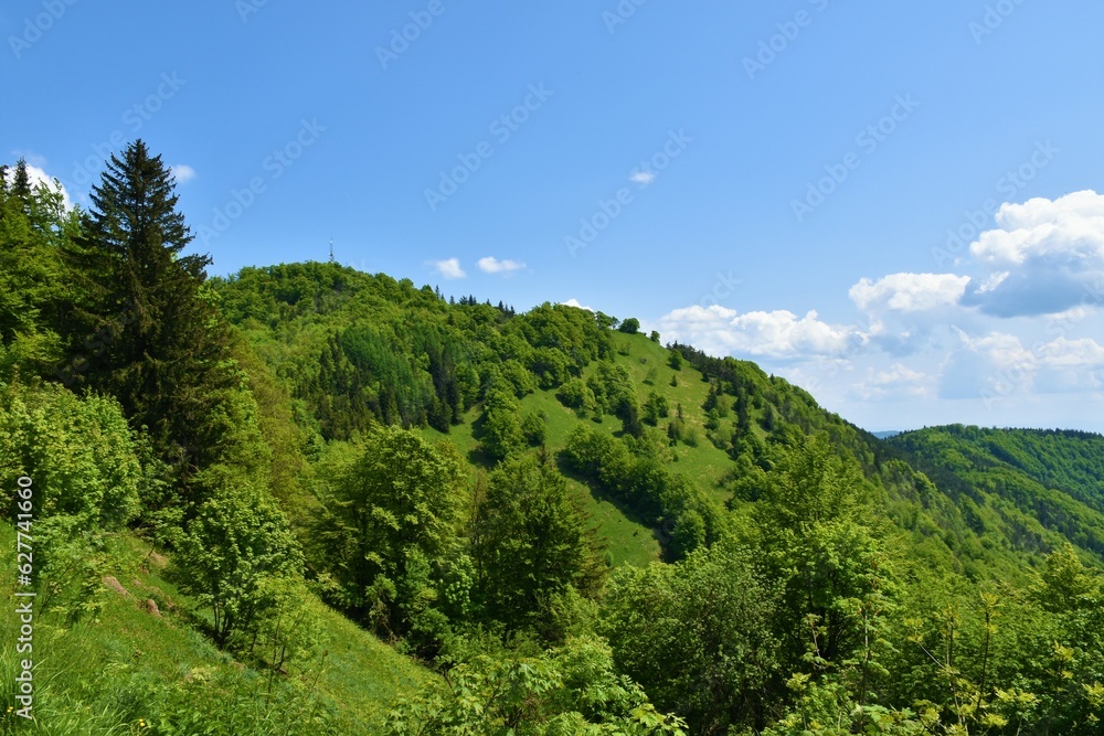 View of the top of forest covered Mrzlica hill in Štajerska, Slovenia