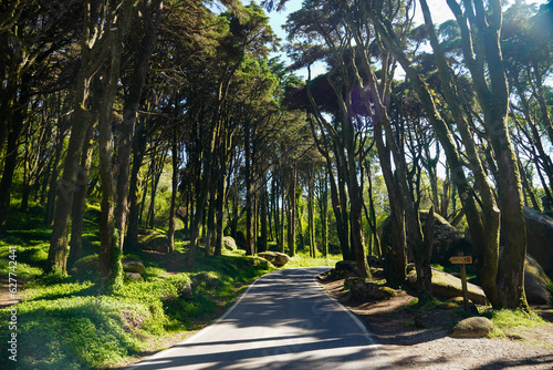 Forest in the mountains of Sintra near Lisboa Portugal. shady road and trees. High quality photo photo