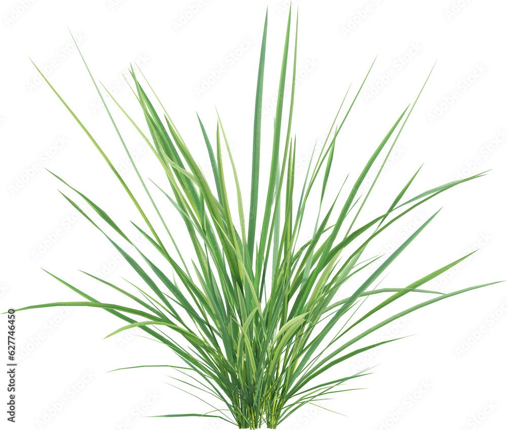 Side view of wild grass Side view of wild grass