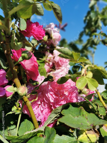 Background of bouquet of pink blooming rose bush.