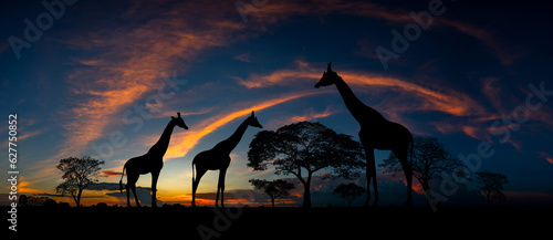 Panorama silhouette Giraffe family and tree in africa with sunset.Tree silhouetted against a setting sun.Typical african sunset with acacia trees in Masai Mara, Kenya © noon@photo