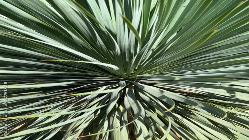 Yucca rostrata succulent plant green leaves, vertical video. Yucca rostrata succulent plant green leaves, vertical video.