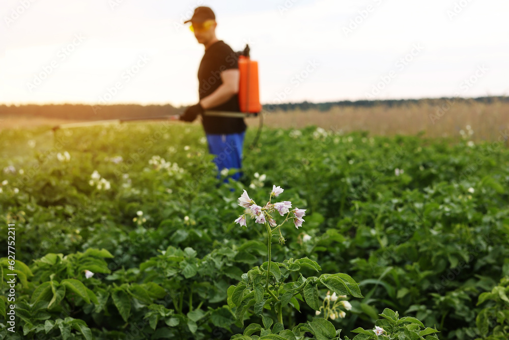 Blooming potato field. On background farmer with manual sprayer treats plants from pests, colorado beetle and fungus infection. Use chemicals in agriculture. Harvest processing. Protection and care Blooming potato field. On background farmer with manual sprayer treats plants from pests, colorado beetle and fungus infection. Use chemicals in agriculture. Harvest processing. Protection and care