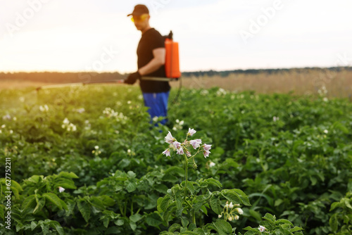 Blooming potato field. On background farmer with manual sprayer treats plants from pests, colorado beetle and fungus infection. Use chemicals in agriculture. Harvest processing. Protection and care