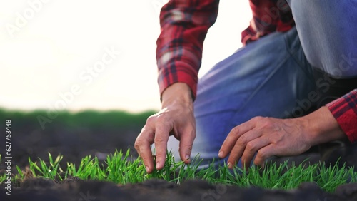 agriculture farmer hand. man farmer working in the field inspects the crop wheat germ natural a farming. harvesting concept. farmer hand touches green wheat crop germ business agriculture industry