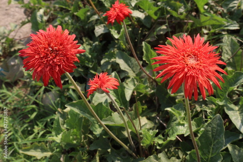 red colored gerbera flower plant on farm