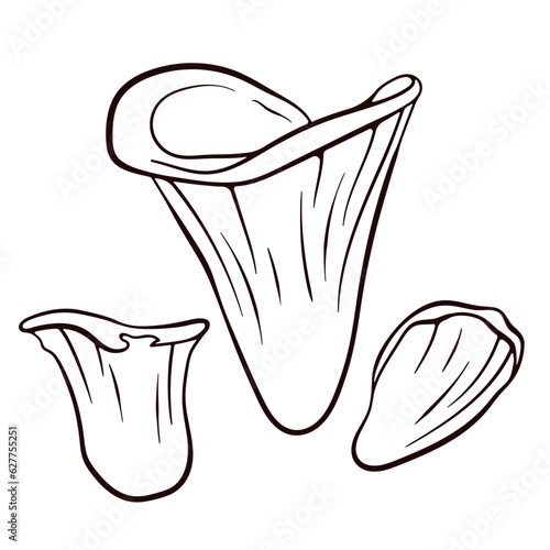 Angel wing inedible mushroom in line art style. Black and white vector sketch. Illustration Isolated on a white background. photo