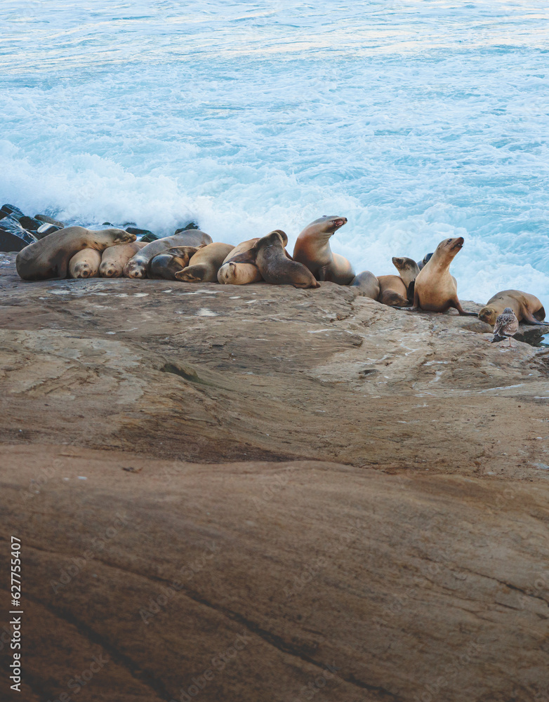 Fototapeta premium California Sea Lions Zalophus californianus in La Jolla, San Diego, California 