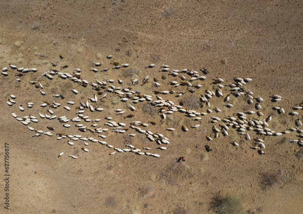 Aerial view of a flock of sheep in an arid area, Afar Region, Gewane, Ethiopia Aerial view of a flock of sheep in an arid area, Afar Region, Gewane, Ethiopia