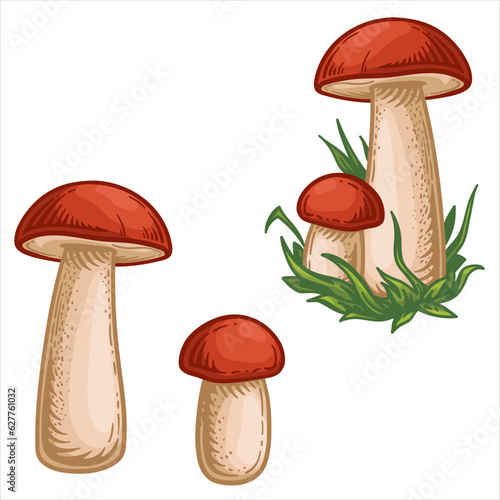 Orange-cap boletus. Vector illustration of mushrooms isolated on a white background.