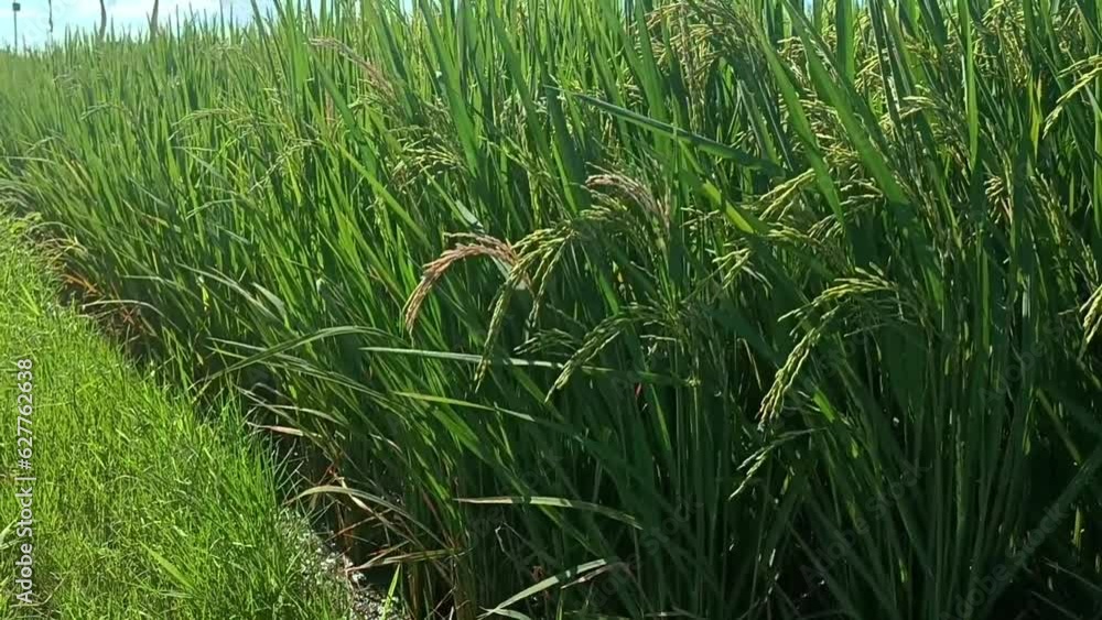 Video of a slow review of growing rice on a plantation Video of a slow review of growing rice on a plantation