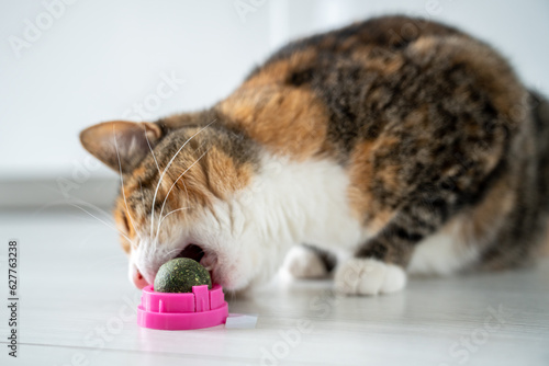 Playful cat eating toy ball in plastic case from catnip for healthy clean teeth at home. Satisfied fluffy kitten enjoy treat for domestic pet mint snack. Pleasure to please animals favourite food 