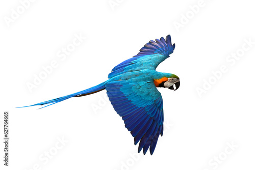 Gracefully flying parrot isolated on transparent background png file