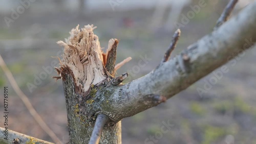 Broken tree from the bombing. Ukraine war. Velyka Dymerka, Kyiv oblast. photo