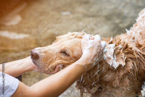 Photography The girl's hands wash the dog in a bubble bath