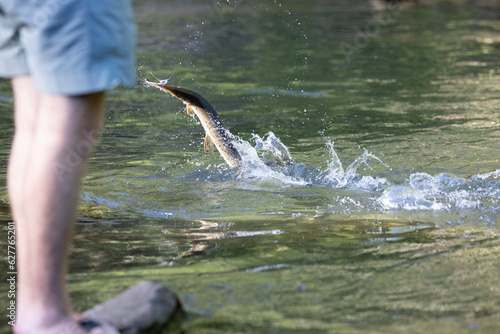 An angler fights a fish, as it jumps out of the water in a river in Georgia.