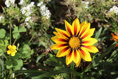 yellow flower with red petals in the garden with the sun over it