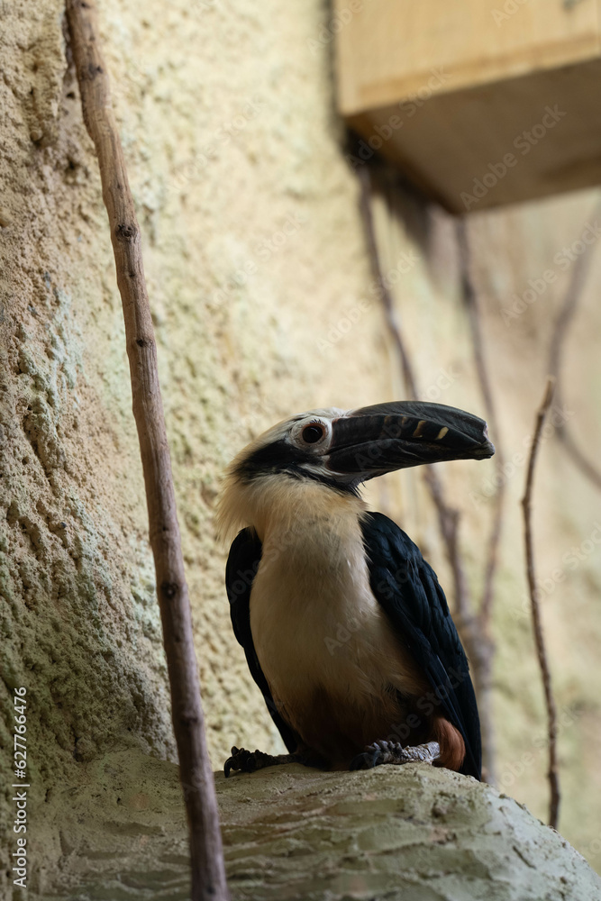 Fototapeta premium Vogel sitzt auf einem Ast