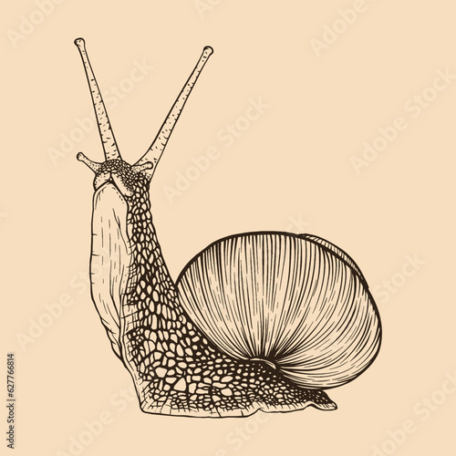 Snail hand drawn. Vintage line engraving style. Vector illustration