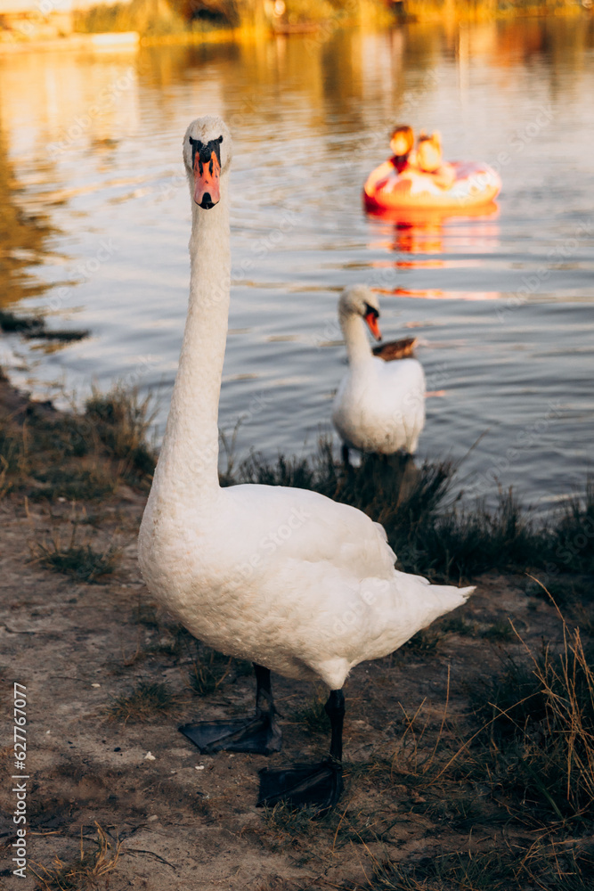 Obraz premium Two white swans graze on the banks of the river at sunset