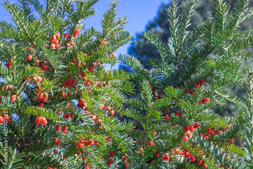 Obraz na plátně Bunches of ripe red berry yew in autumn garden