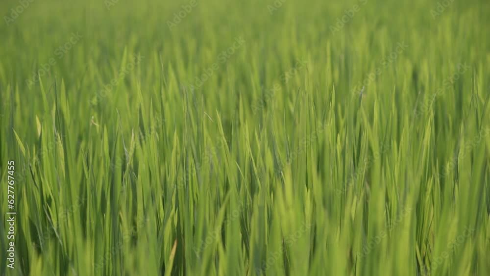 Close up of a green rice field Close up of a green rice field