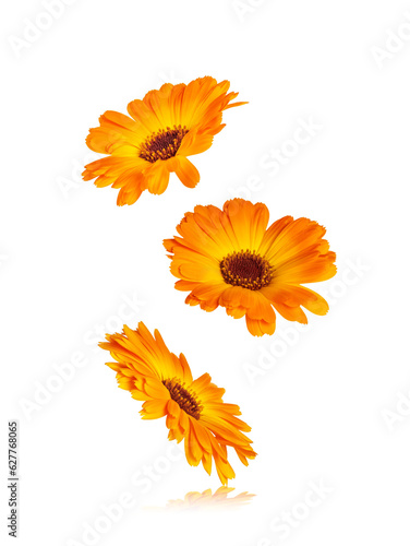 Calendula officinalis flower isolated on white or transparent background. Marigold medicinal plant, healing herb. Set of three calendula flowers.