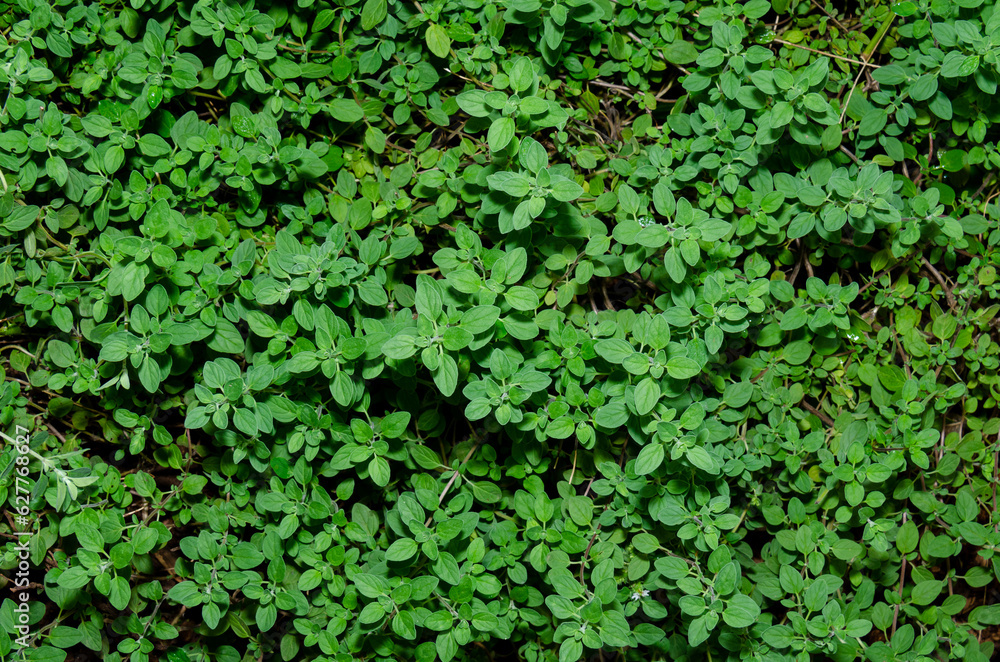 green ivy on wall, background, green leaf, pattern green ivy on wall, background, green leaf, pattern