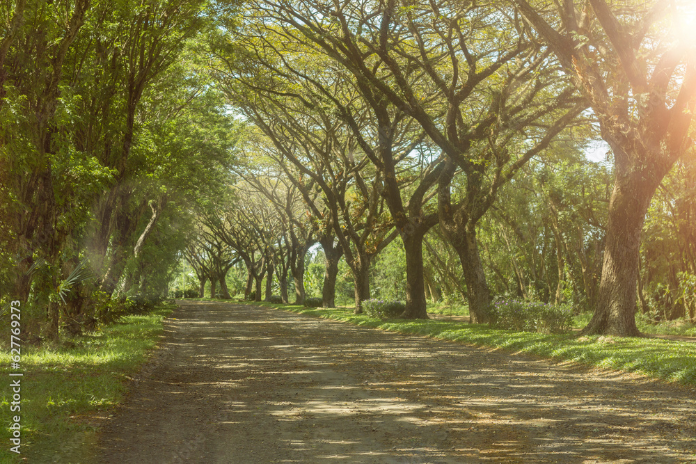 Naklejka premium defocused beautiful road with tree straight at sunrise