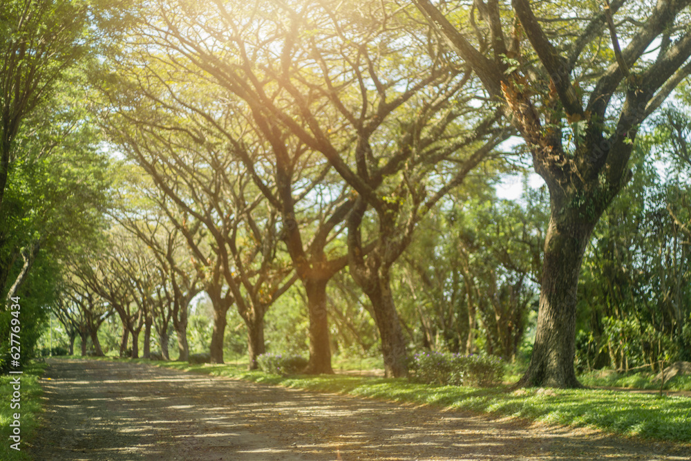 defocused beautiful road with tree straight at sunrise