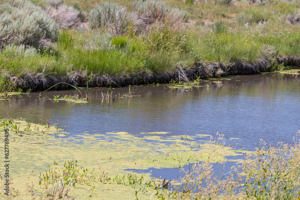 Obraz premium Blue-Green, Cyanobacteria, Algae Bloom on a Lake in Northern Nevada.