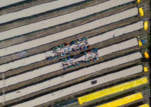 Aerial view of ethiopian women drying coffee beans in a farm, Oromia, Shishinda, Ethiopia photo