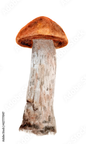 Watercolor illustration mushroom boletus, botanical drawing isolated on a white background. Great for printing on fabric, postcards, invitations, menus