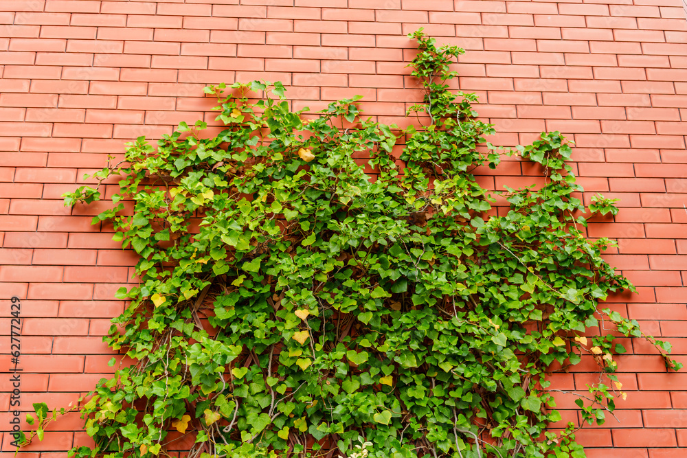 Brick wall braided with green ivy.