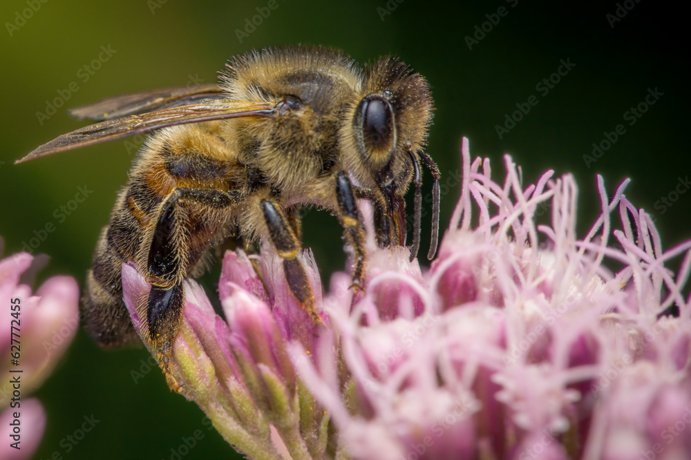 European honey bee (Apis mellifera) European honey bee (Apis mellifera)