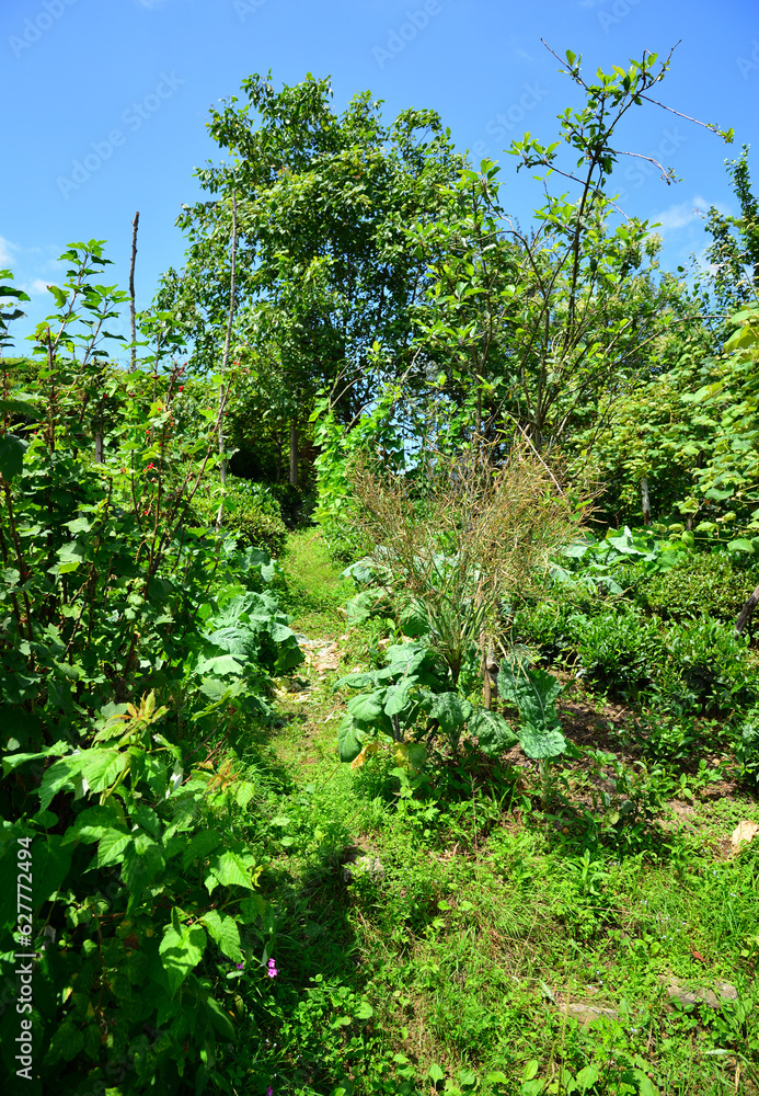 Tea farming is common in the villages of Rize, Turkey.