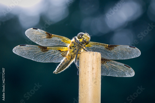 Four-spotted chaser (Libellula quadrimaculata)
Vierfleck Großlibelle photo