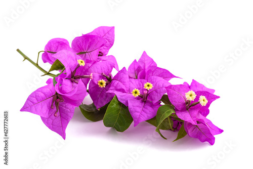 Bougainvillea  flowers photo